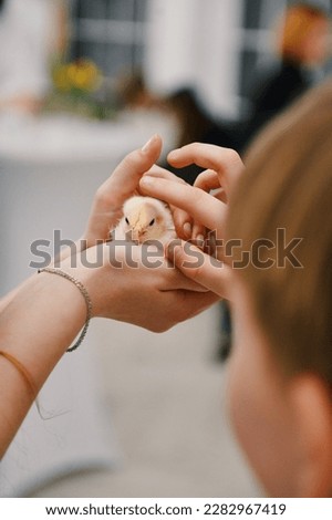 hands holding a chick in their hands on a white background, bokeh