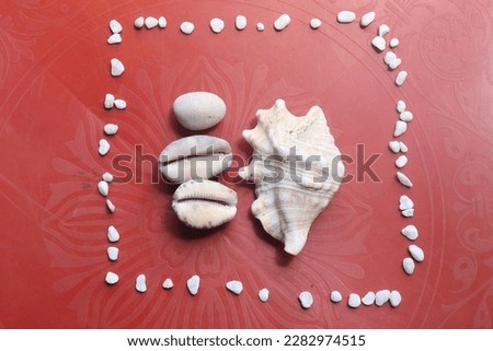 sea shells and white stones. white gravel. white sea shells. small white stones beach