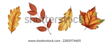 Autumn watercolor leafs isolated illustration on white background. Maple leaf, oak leaf. Seasonal autumn elements. Thanksgiving, Halloween illustration for designers, scrapbooking