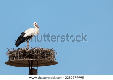 European White stork Ciconia Ciconia on the breeding season high on the nest blue sky background