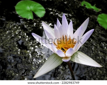 the lotus flower in the pond is infested with flies