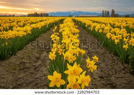 Blooming Daffodil Fields in the Skagit Valley, Washington. Blossoming daffodils are the first signs of spring in the Pacific Northwest and in the Skagit Valley they precede the tulips by about a week. Royalty-Free Stock Photo #2282984703