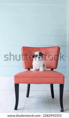 One adorable shih-tzu puppy dog looking at the camera posing on an orange vintage chair	