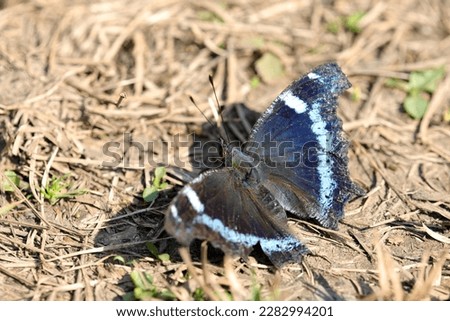 Blue Admiral (Ruritateha) butterfly, which has finished wintering and enjoying spring sunshine with its wings fully open in the field. Macro close up photograph.
