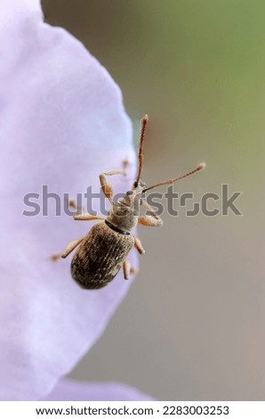 Very small weevil with a body length of about 4 to 5 mm (Lepidepistomodes griseoides), hanging on the plae violet Rhododendron flower petal. Close up nature macro photograh.
