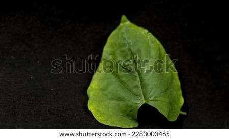 Leaf in the shape of a heart. Love valentines or woman's day concept. Natural green leaf on black background.