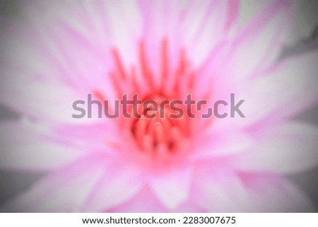 Defocusing abstract background of red water lily flower