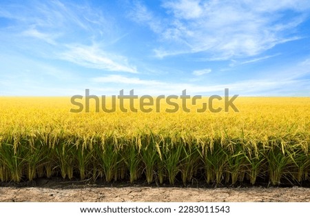 Golden paddy rice field before harvesting. Royalty-Free Stock Photo #2283011543