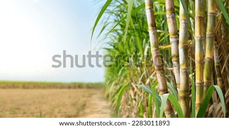 Sugar cane stalks with sugar cane plantation background. Royalty-Free Stock Photo #2283011893