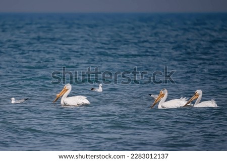 American White Pelicans (Pelecanus erythrorhynchos) on the water.