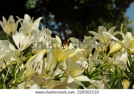Luxury flowers of light yellow lilies on a flowerbed in Park Gor'kogo, Moscow, Russia Royalty-Free Stock Photo #228302110