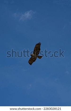 A picture of a falcon (I think)