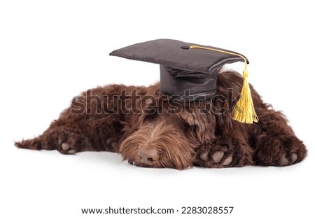 Fluffy puppy sleeping with graduation hat with tassel. Pet concept for celebrating graduation, training class, academic certifications or diplomas. Full body of labradoodle puppy dog. Selective focus.
