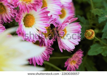 Apis laboriosas insect with flower picture clicked by me  