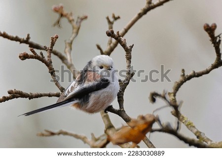 This is a cute bird picture in winter