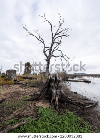 The vast landscape of the Winton Wetlands is a hauntingly beautiful forest made up of the hundreds of thousands of drowned trees Royalty-Free Stock Photo #2283032881