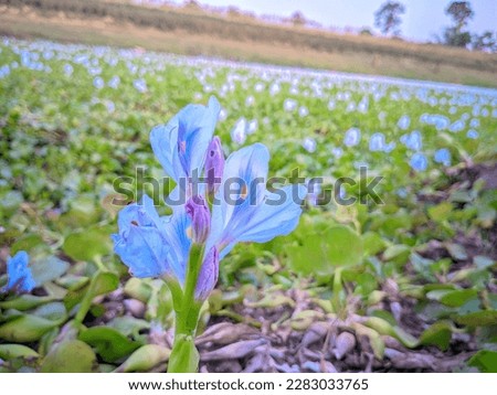  pot flower in river picture
