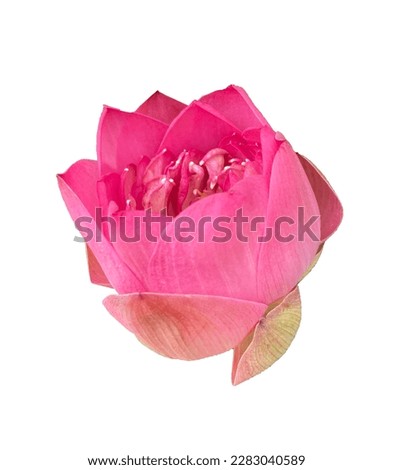 pink lotus flower isolated on a white background.