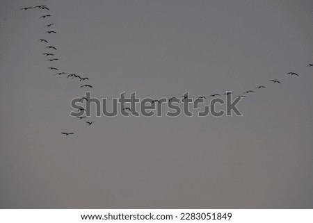 flying birds queue on sky