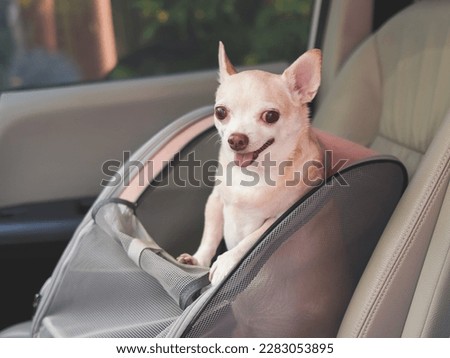 Portrait of happy brown short hair chihuahua dog standing in  pet carrier backpack with opened windows in car seat. Safe travel with pets concept.