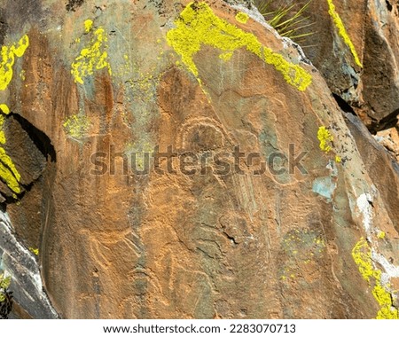 Rock drawing of ancient people petroglyph animal cows and deer on stones in the Altai mountains in Siberia on a bright summer day.
