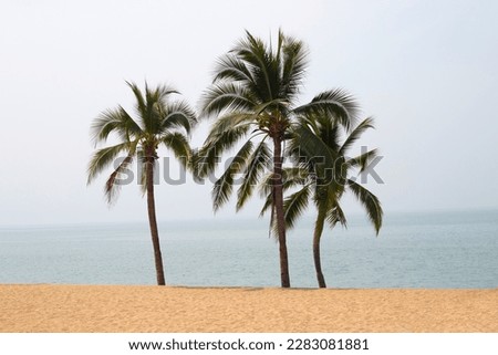 Coconut palm trees with sea
