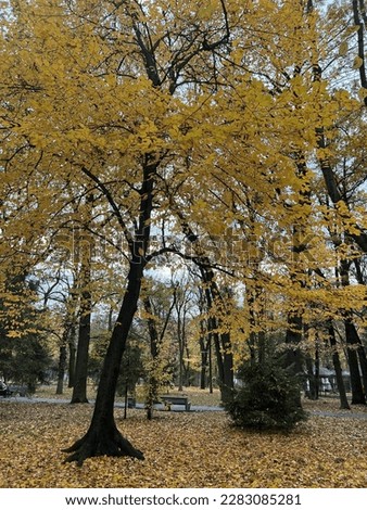 Autumn atmosphere in the park