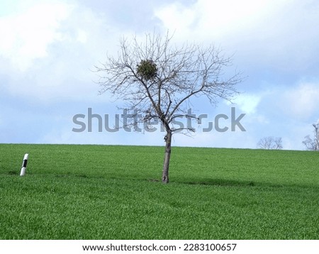 friut tree with mistletoe in the field