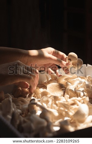 Vertical shot of sun drying newly harvested homegrown oyster mushrooms, showing candid moments of sustainable, self-sufficient slow living and wellness