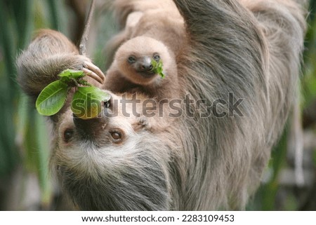 Two fingered sloth with baby in Costa Rica - Zweifinger Faultier mit Baby in Costa Rica  Royalty-Free Stock Photo #2283109453