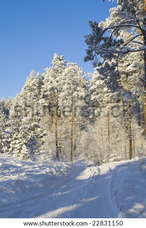 A winter forest, just after the snowfall