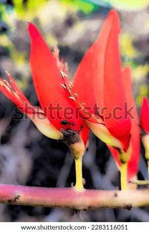 Erythrina Variegata
Related Images:   Erythrina  Bangladesh  Erythrina Indica  Tiger Claw  Fabaceae  Bhimgadh  Flower