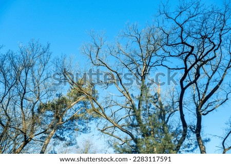 Tree branches without leaves in early spring in a city park in the morning