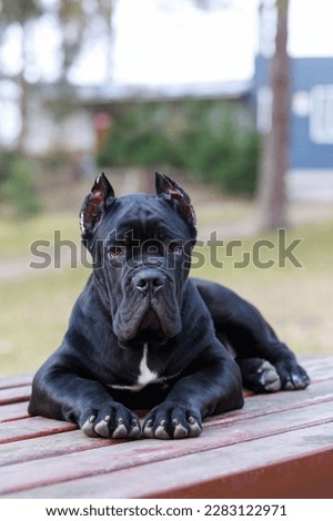 dog breed cane corso lying on a wooden table