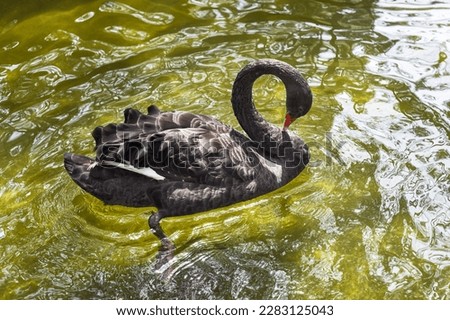  black swan (Cygnus atratus) swimming in the lake in Vietnam