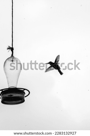 Flying Hummingbird trying to get some water in Colombia