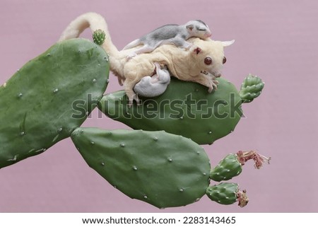 A mother albino sugar glider was looking for food on a flowering cactus while holding her two babies. This mammal has the scientific name Petaurus breviceps.