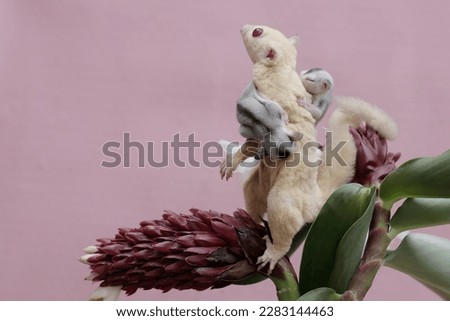 An albino sugar glider mother was looking for food at the Cheilocostus speciosus flower while holding her two babies. This mammal has the scientific name Petaurus breviceps.