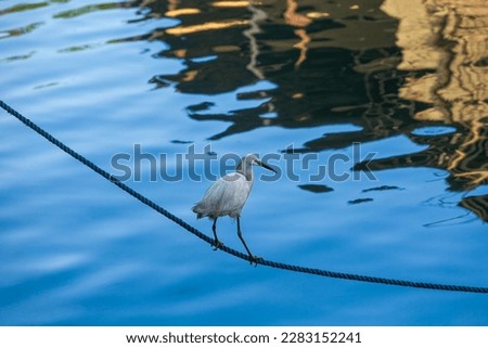 Egyptian heron balanced on a rope just above the Nile river, looking for food.
