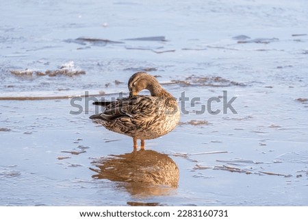 A flock of ducks on the water in spring. Wild duck is reflected in the water. Colorful bird feathers. A pond with ducks and drakes. Ducks feed on the surface of the water