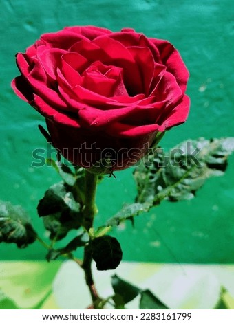 Beautiful red rose potrait picture 
