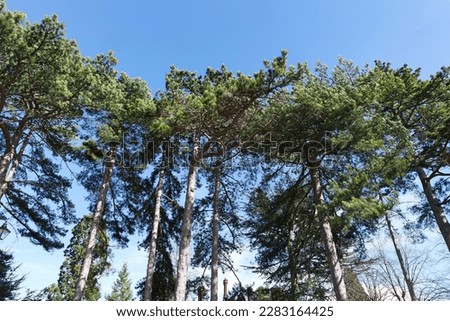 Low Angle View of Local Public Park and Beautiful Trees a Clear and Cold Day of 24-March-2023 at Luton Town of England UK. 