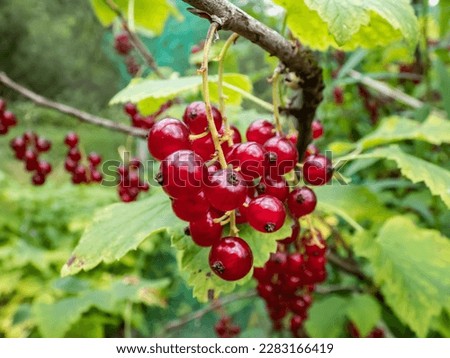 Macro of perfect red ripe redcurrants (ribes rubrum) on the branch between green leaves with blurry background. Taste of summer Royalty-Free Stock Photo #2283166419