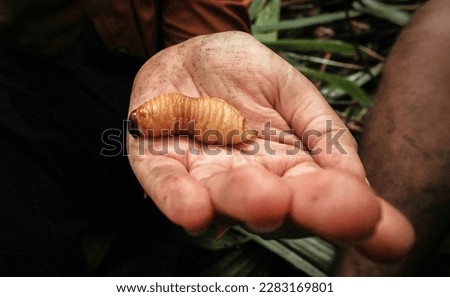 Fresh sago caterpillar above hand                