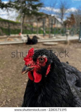 black chicken in the backyard of the barn