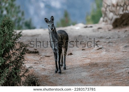 Portrait of beautiful Musk deer, taken in late afternoon on the way to Namche bazar, Nepal Royalty-Free Stock Photo #2283173781