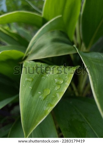the green leaf with the watermark after rain