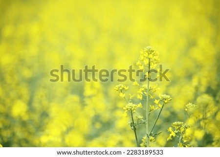 Rape blossoms and yellow that fills the screen