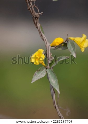 Beautiful wallpaper of yellow jessamine flower (Allamanda) or mike ful in a garden, selective focus images.
