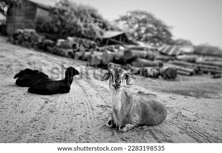 Black and white picture of goat sitting